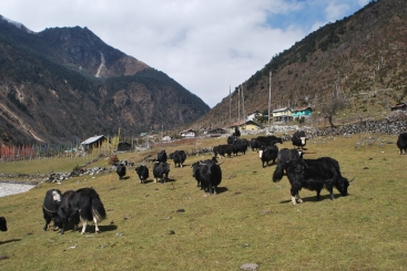 A yak herd grazes in Lachen, North Sikkim, India. Domesticated yak are an important part of the livelihoods of mountain communities across the Himalaya.
