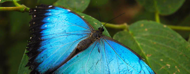 Decor image by IUCN / ImÃ¨ne Meliane