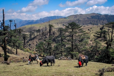 Yak graze in the Singalila range of the Kangchenjunga Landscape. Photo Credit: Nakul Chettri/ICIMOD
